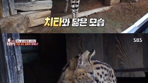 서벌·사바나캣?…동물농장, 고양이 사냥하는 동물 깜짝