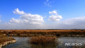 화성습지서 꼬마물떼새 등 멸종위기종 희귀 철새 집단서식 확인