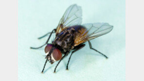 빈대 잡으려고 초가삼간 태운 프랑스 80대 남성