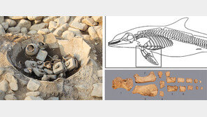 1500년前 신라 왕족, 제사음식으로 돌고래 썼다