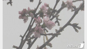 日 최북단 아오모리현에 때아닌 벚꽃 ‘화제’