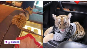 “우리 호랑이는 안물어요” 멸종위기종 목줄 채워 쇼핑몰 온 여성