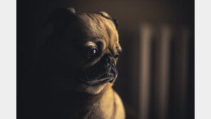 산책 줄어든 반려견, 우울감 극복 필요해