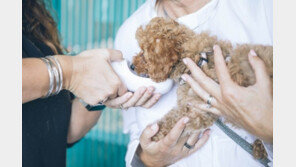 “방문진료 중개는 교란행위…동물 진료는 동물병원에서”