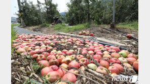 태풍에 무섭게 뛴 사과·배 가격…추석까지 쭉 간다