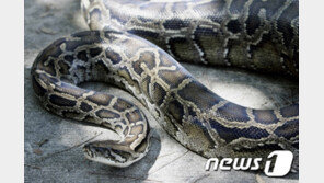세상에 이런 변이…일보던 태국 10대 뱀에 생식기 물려