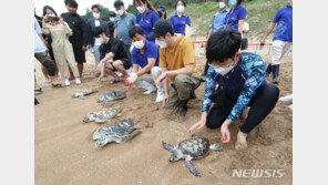 “다치치 말고 행복하렴” 고향으로 돌아간 바다거북