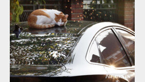 고양이서 코로나19 중화항체 발견…사람에서 고양이로 전염되나