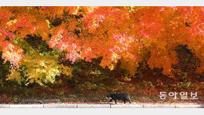 올 첫 단풍, 27일 설악산서 시작…지리산은 10월 하순~11월 초 절정