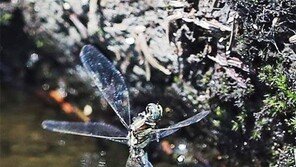 힘내라 힘[고양이 눈]