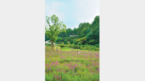 심산유곡 야생화 ‘花려강산’… 인생샷도 활짝 피었네