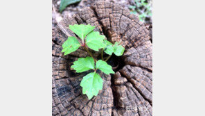 그루터기의 부활[고양이 눈]