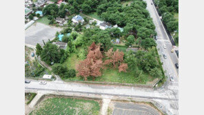 강릉 소나무 집단고사, 알고보니 누군가 농약 주입