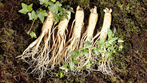 “올 추석엔 인삼-홍삼으로 마음을 전하세요”