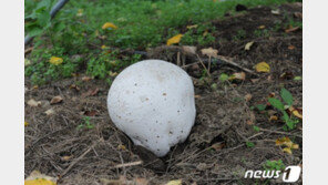 세계적 희귀종 ‘댕구알버섯’…올해도 남원서 발견