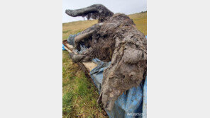 러시아서 ‘빙하시대 곰’ 미라 발견…“유일무이 세계최초”