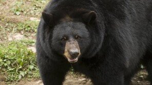 “악! 흑곰이 사람 먹고있다” 美 국립공원 야영객들 충격