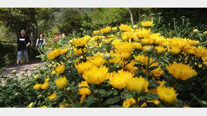 가을 기다리는 100만 송이 국화 [청계천 옆 사진관]