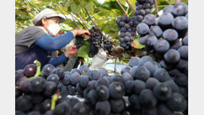 추석 앞두고 포도 수확 한창