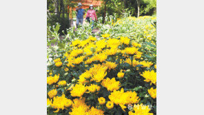 곧 가을이 피려나봐요 