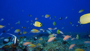 “2010년 생물다양성 약속, 20개 중 1개도 못지켰다”