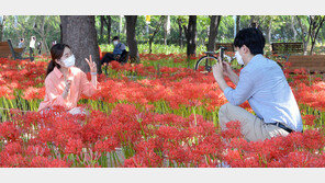 화사하게 핀 꽃무릇