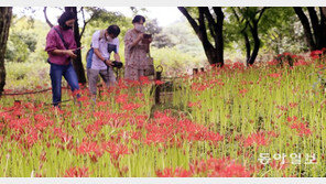 활짝 핀 상사화