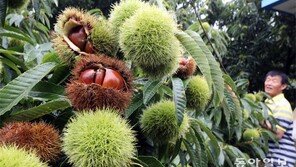 “공주 햇밤이오”