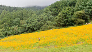 황금 코스모스 물결