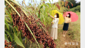 붉게 익어가는 수수밭