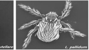 코로나19에 가을철 발열성 감염병까지…“추석 성묘 자제해야”