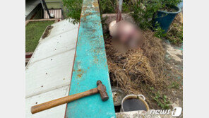 “사납게 굴어서”…새끼 앞에서 어미개 망치로 때려죽인 견주