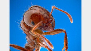 ‘개코’ 붉은 불개미… 냄새로 감염병 없는 땅 찾아간다