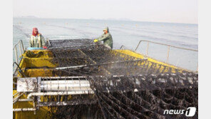 수과원 “올해 적정 김 채묘시기는 9월 말~10월 초”