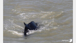 악어 득실 호주 강에 들어온 고래 2주만 ‘구사일생’ 탈출