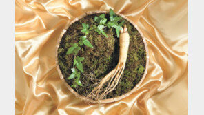 면역력 높이고 기력 회복, 올 추석 선물로 인삼 인기