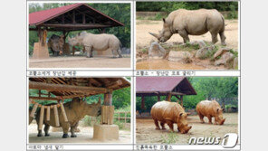 멸종위기 코뿔소의 일상은? 서울대공원, 유튜브로 공개