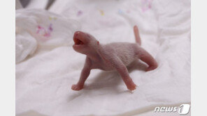 “국내 첫 아기 판다 이름 지어주세요”…에버랜드, 공모전 열어