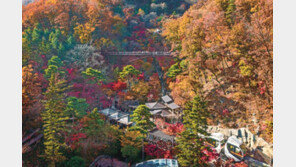 단풍과 국화가 어우러진 화담숲의 가을, 지금 만나러 갑니다