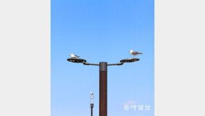 닮은꼴[고양이 눈]