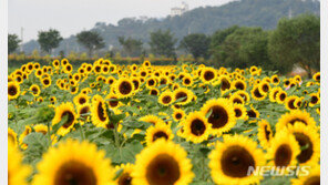 장성 황룡강 해바라기 곧 ‘만개’…“거리 두며 감상해요”