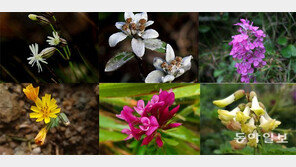 ‘한라산 고산식물’ 모니터링 필요하다