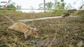 캄보디아서 매설된 지뢰 39개 찾은 도깨비쥐…‘동물영웅’ 영예