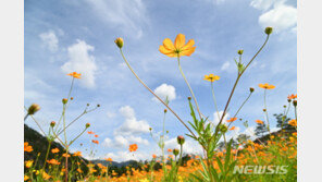 이상기후 휩쓴 여름…10월은 반전 없이 ‘평이한 가을’