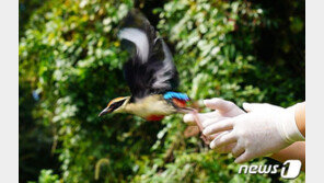 제주에 짝 찾으러 왔다가 다친 ‘팔색조’ 다시 자연으로