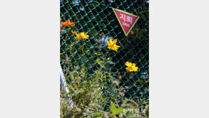 경계에 핀 꽃[고양이 눈]