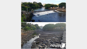가뭄에도 마르지 않던 월대천 바닥 드러내 …은어 살던 제주 하천에 무슨 일이?