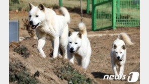 달려든 진돗개에 물려 죽은 반려견…경찰 수사