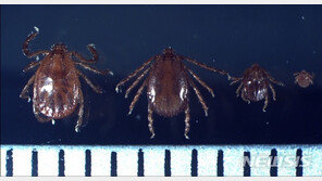 캠핑 많은 가을엔 진드기 매개 감염병 ‘조심’