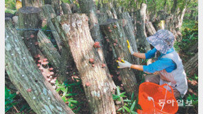 한라산은 상황버섯 등 ‘약초-희귀식물의 보고’